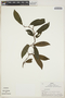 Philodendron Schott, Peru, R. B. Foster 4474, F