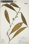 Philodendron Schott, Peru, R. B. Foster 4477, F