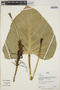 Philodendron Schott, Peru, G. Shepard 2009, F