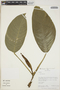 Philodendron Schott, Peru, R. B. Foster 10785, F