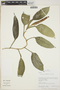 Philodendron Schott, Peru, R. B. Foster 11004, F