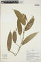 Philodendron Schott, Peru, G. Shepard 1004, F