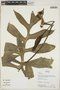 Philodendron Schott, Bolivia, L. Vargas 877, F
