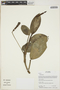 Philodendron Schott, Ecuador, A.  P. Yánez 248, F