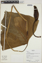Philodendron Schott, Bolivia, R. B. Foster 12317, F