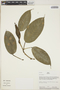 Philodendron Schott, Peru, R. B. Foster 9252 A, F