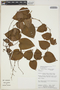 Philodendron hederaceum (Jacq.) Schott, Peru, J. Salick 7269, F