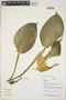Philodendron Schott, Peru, B. Boyle 4722, F