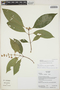 Palicourea caerulea (Ruíz & Pav.) Schult., Ecuador, K. Romoleroux 2740, F