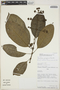 Palicourea vellerea (Müll. Arg.) C. M. Taylor, Peru, D. N. Smith 3823, F