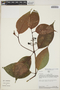 Palicourea andina C. M. Taylor subsp. andina, Peru, R. B. Foster 9132, F