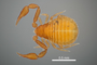 11070 Nesocheiridium stellatum, male, holotype, habitus, dorsal view