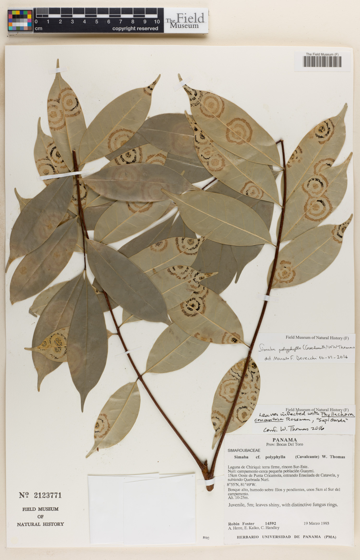 Simaba polyphylla image
