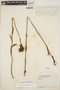 Agave polianthes Thiede & Eggli, ECUADOR, J. A. Steyermark 53302, F