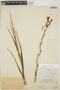 Agave polianthes Thiede & Eggli, PERU, Ll. Williams 7093, F