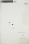 Drosera capillaris Poir., CUBA, R. Combs 689, F
