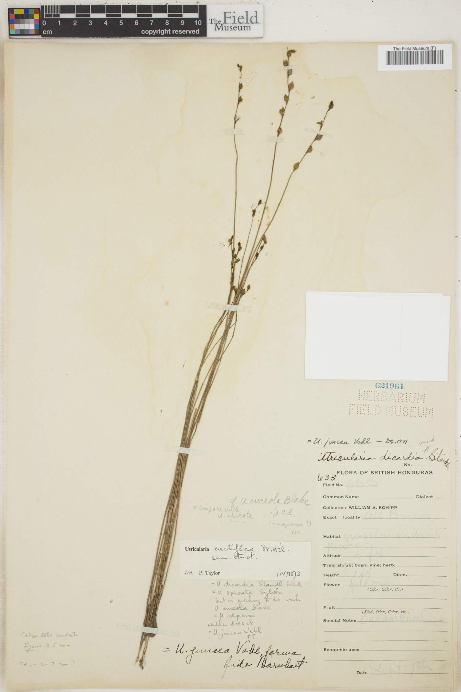Utricularia erectiflora image