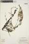 Utricularia foliosa L., HONDURAS, R. Howard 610, F