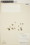 Utricularia jamesoniana image
