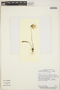 Utricularia praetermissa P. Taylor, Costa Rica, G. E. Crow 7486, F
