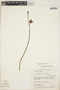 Utricularia praetermissa P. Taylor, COSTA RICA, J. F. Utley 2495, F