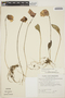 Utricularia praetermissa image