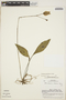 Utricularia praetermissa P. Taylor, COSTA RICA, R. Baker 205, F