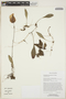 Utricularia praetermissa P. Taylor, Costa Rica, G. E. Crow 7536, F