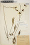 Utricularia praetermissa P. Taylor, COSTA RICA, J. M. Orozco Casorla 247, F