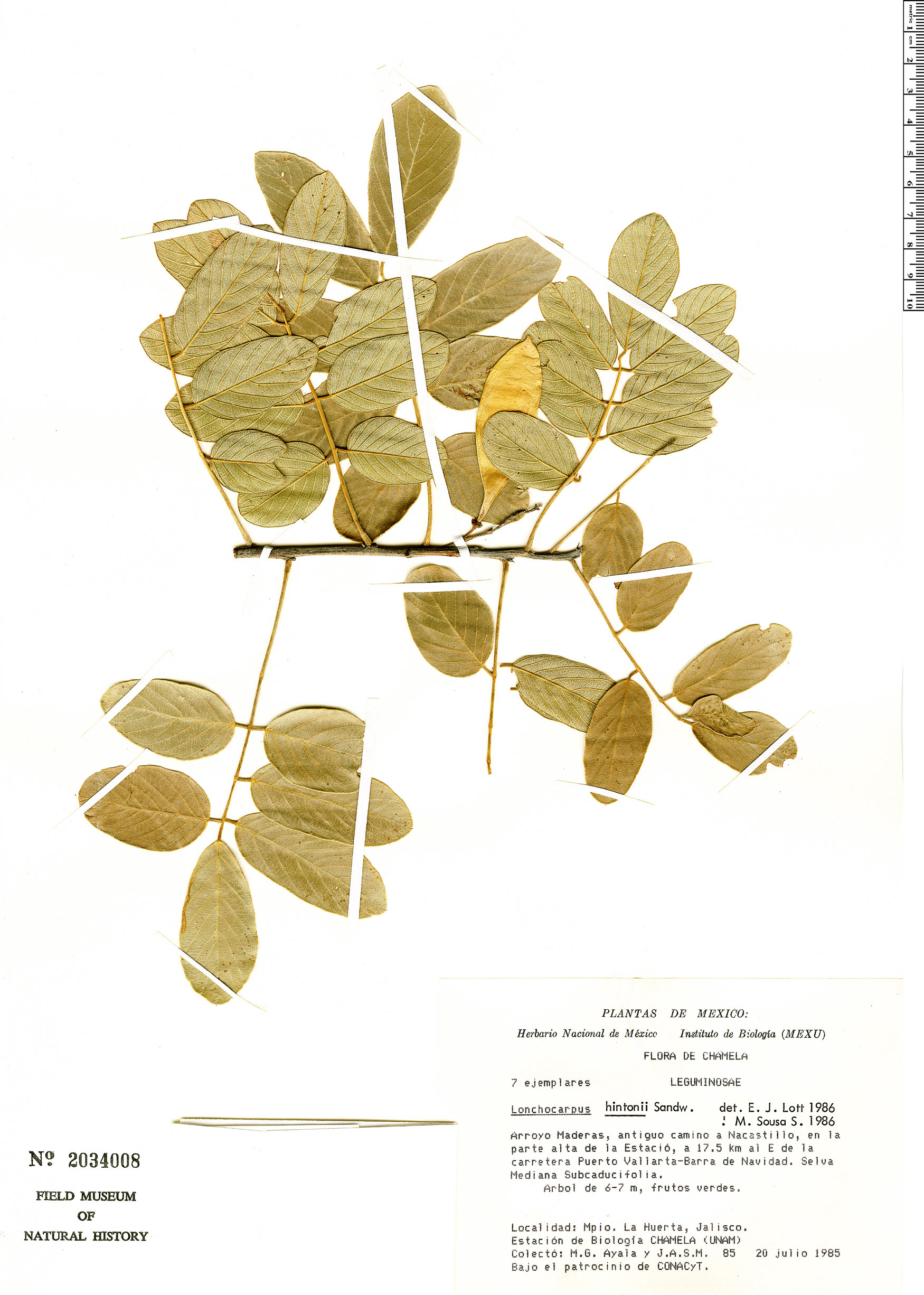 Lonchocarpus hintonii image