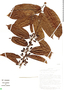 Casearia bicolor image