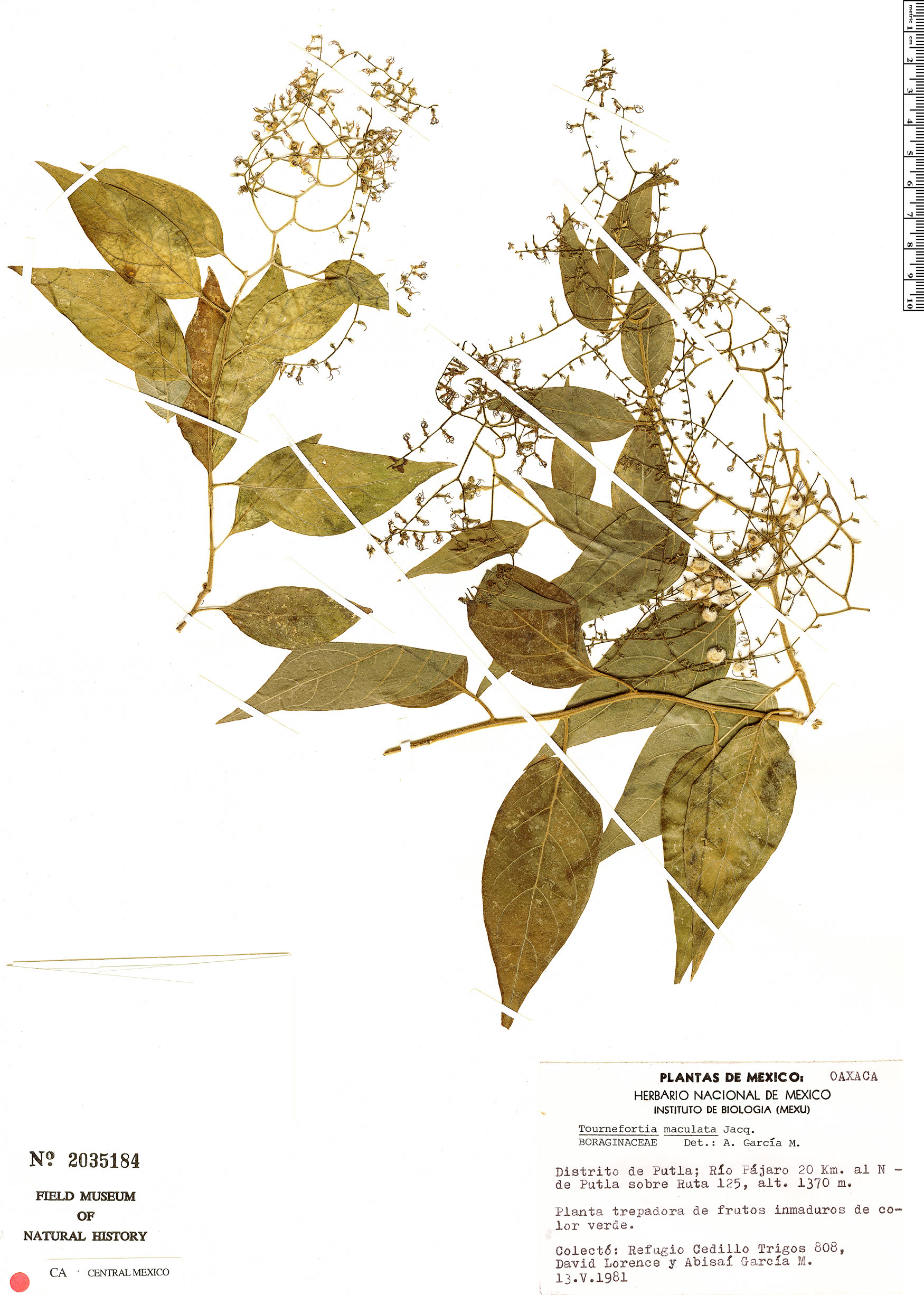 Tournefortia maculata image