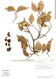 Image of Sloanea picapica