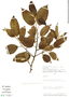 Rhamnus sphaerosperma var. polymorpha (Reissek) M. C. Johnst., Peru, B. A. Stein 4036, F