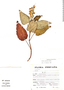 Salvia squalens Kunth, Peru, S. Llatas Quiroz 2280, F