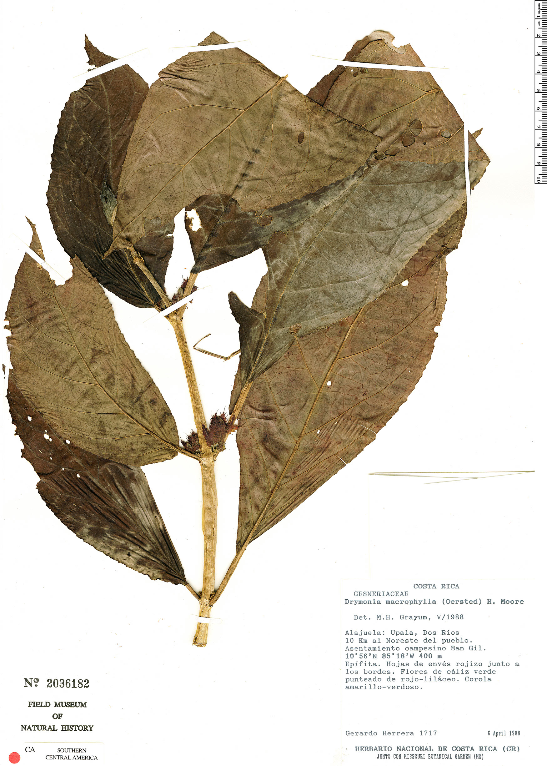 Drymonia macrophylla image