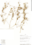 Erodium cicutarium (L.) L'Hér. ex Aiton, Peru, D. N. Smith 2981, F
