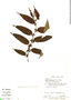 Trema micrantha (L.) Blume, Brazil, M. Koscinsky, F
