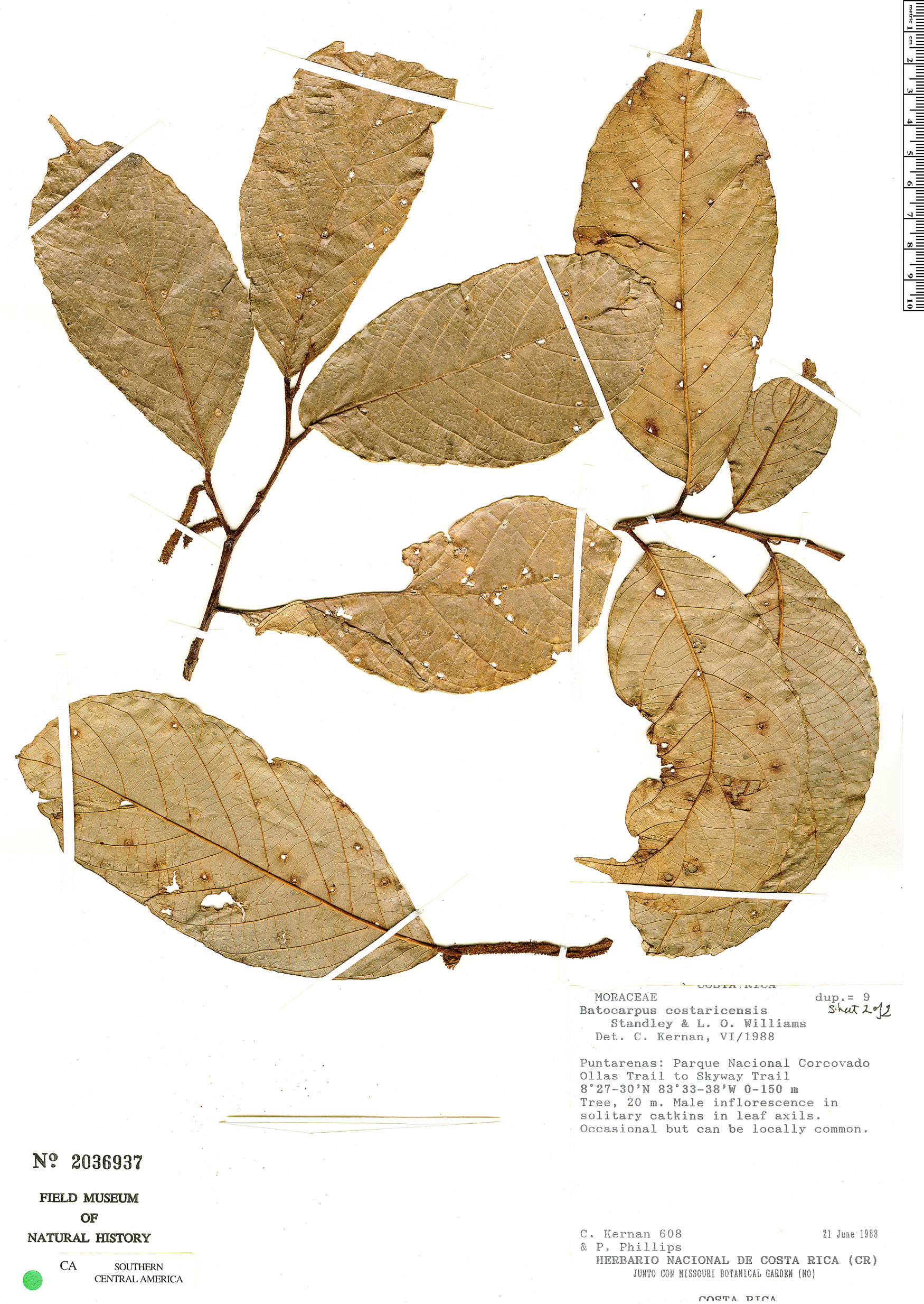 Batocarpus costaricensis image