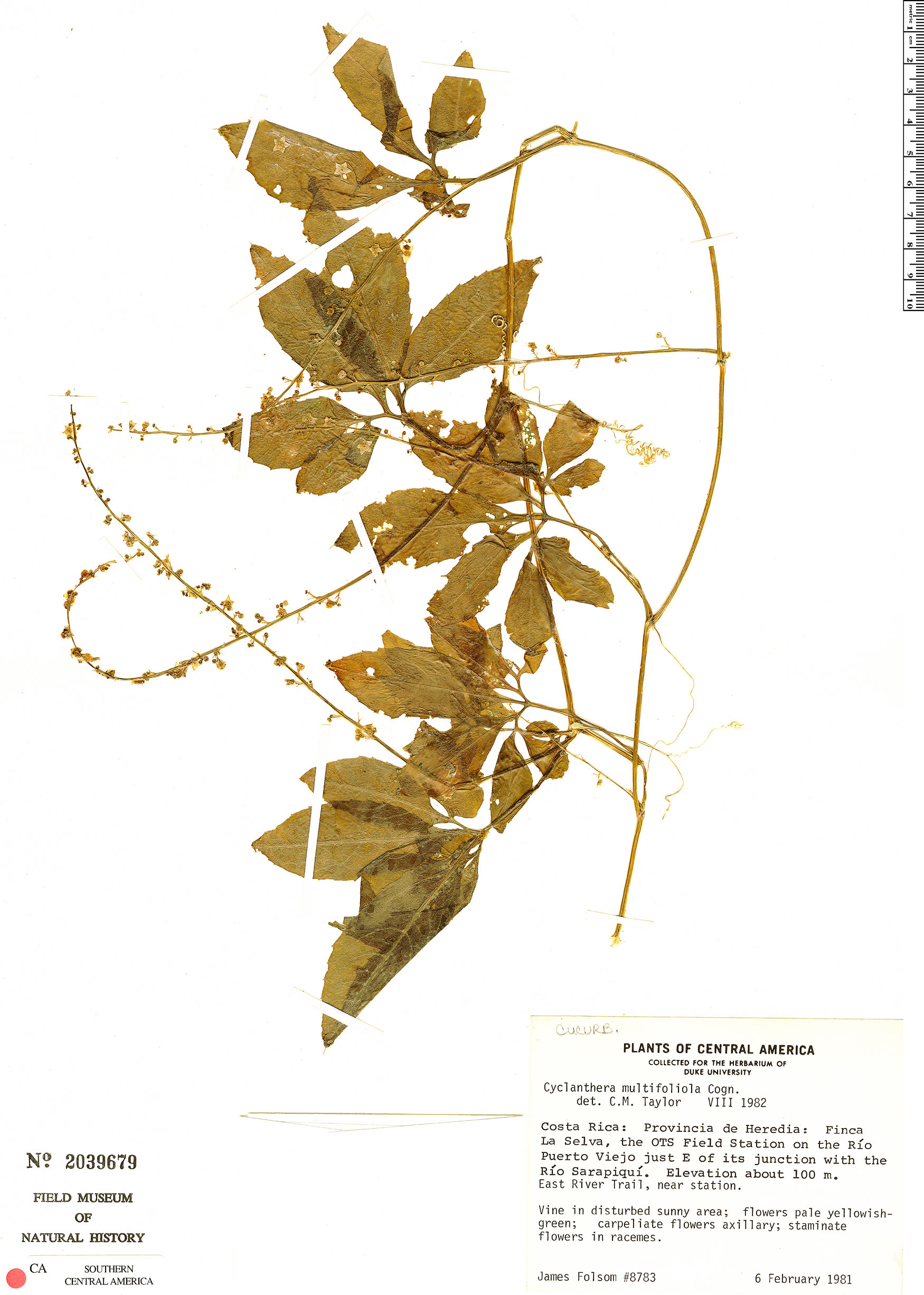Cyclanthera multifoliola image