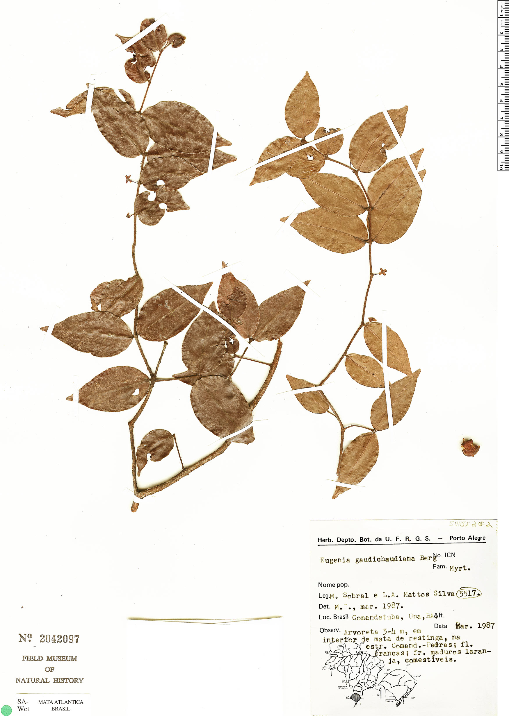 Eugenia gaudichaudiana Herbário Rapid Reference The Field Museum