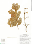Couratari oblongifolia Ducke & R. Knuth, Brazil, J. F. Pruski 3395, F