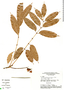 Protium polybotryum subsp. blackii (Swart) D. C. Daly, G. T. Prance 15826, F