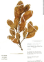 Chrysophyllum pomiferum, Venezuela, B. K. Holst 2730, F