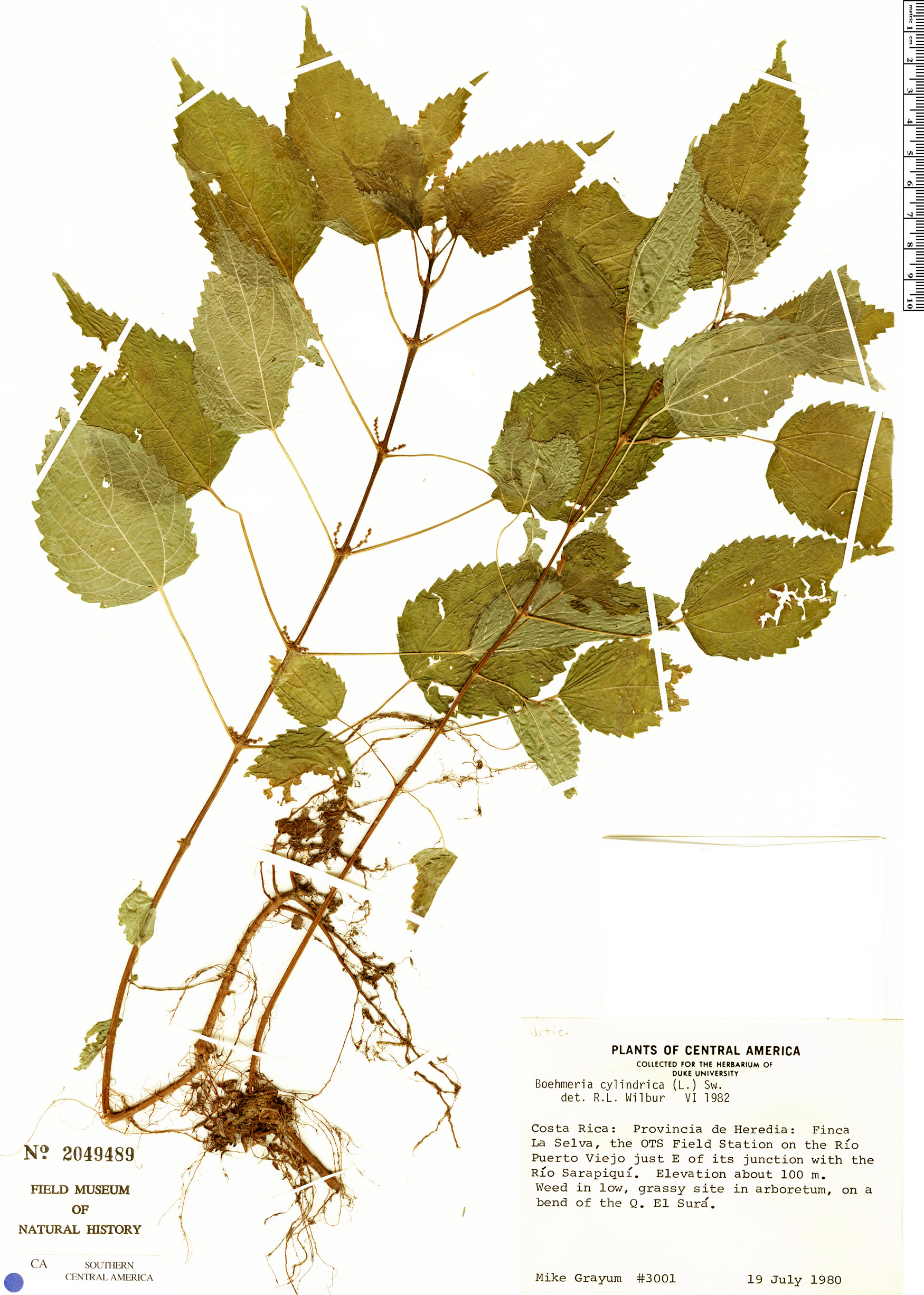 Urtica leptophylla image