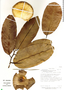 Aspidosperma myristicifolium (Markgr.) Woodson, Costa Rica, R. Zúniga 38, F