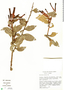 Macleania bullata Yeo, Ecuador, J. L. Luteyn 6538, F