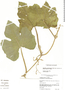 Cucurbita argyrosperma subsp. sororia (L. H. Bailey) Merrick & D. M. Bates, Mexico, T. C. Andres 56, F