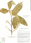 Styrax ramirezii Greenm., Mexico, M. A. Wetter 2057, F