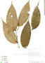 Piper polytrichum image